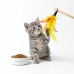 Kitten